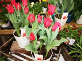 ３月入荷中の花苗の紹介