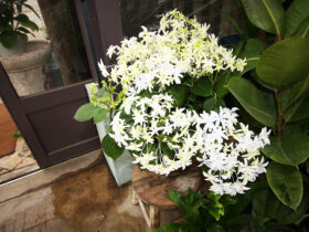 ３月入荷中の花苗の紹介