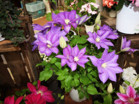 ３月入荷中の花苗の紹介