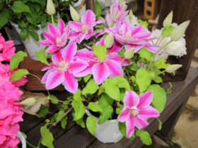 ３月入荷中の花苗の紹介