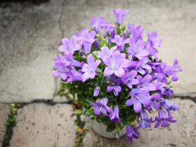３月入荷中の花苗の紹介
