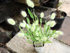３月入荷中の花苗の紹介