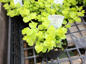 ３月入荷中の花苗の紹介