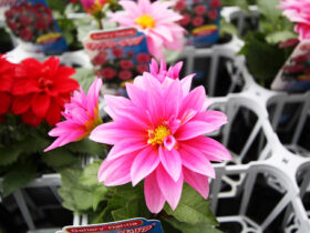 ３月入荷中の花苗の紹介