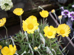 ３月入荷中の花苗の紹介