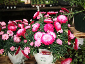 ３月入荷中の花苗の紹介
