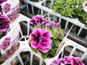 ３月入荷中の花苗の紹介