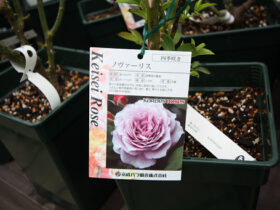 ３月入荷中の花苗の紹介