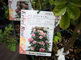 ３月入荷中の花苗の紹介