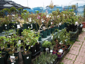 ３月入荷中の花苗の紹介