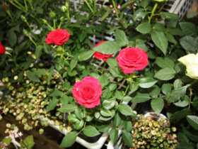 ３月入荷中の花苗の紹介