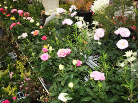 ３月入荷中の花苗の紹介