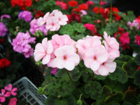 ３月入荷中の花苗の紹介