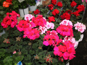 ３月入荷中の花苗の紹介