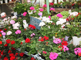 ３月入荷中の花苗の紹介