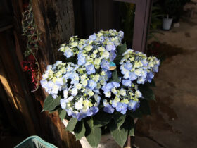 ４月入荷中の花苗の紹介
