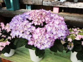 ４月入荷中の花苗の紹介