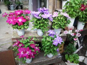 ４月入荷中の花苗の紹介