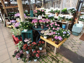 ４月入荷中の花苗の紹介