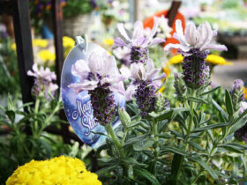 ４月入荷中の花苗の紹介