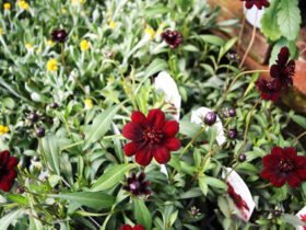 ４月入荷中の花苗の紹介