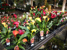 ４月入荷中の花苗の紹介