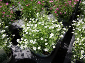 ４月入荷中の花苗の紹介