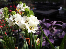 ４月入荷中の花苗の紹介