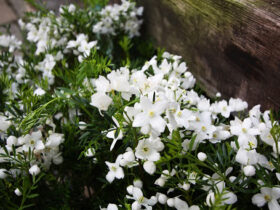 ４月入荷中の花苗の紹介