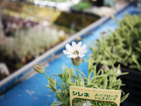 ４月入荷中の花苗の紹介