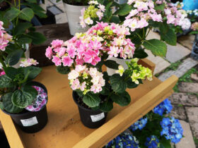４月入荷中の花苗の紹介