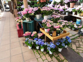 ４月入荷中の花苗の紹介