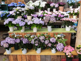 ４月入荷中の花苗の紹介