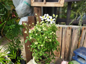 ４月入荷中の花苗の紹介
