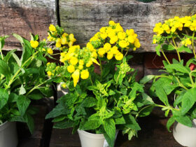 ４月入荷中の花苗の紹介