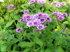 ４月入荷中の花苗の紹介
