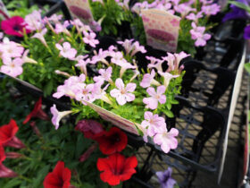 ４月入荷中の花苗の紹介