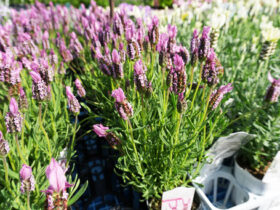４月入荷中の花苗の紹介