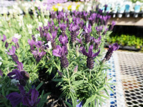 ４月入荷中の花苗の紹介