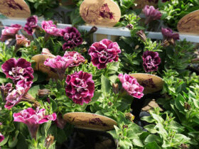 ４月入荷中の花苗の紹介