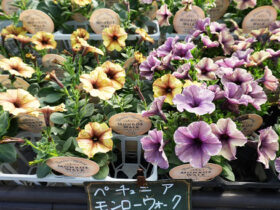 ４月入荷中の花苗の紹介