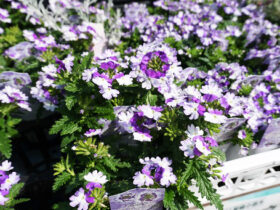 ４月入荷中の花苗の紹介