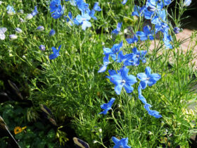 ４月入荷中の花苗の紹介