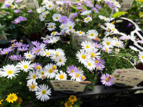 ４月入荷中の花苗の紹介