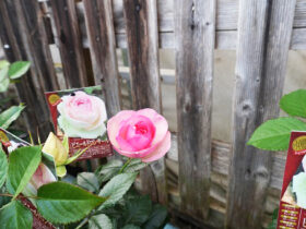 ４月入荷中の花苗の紹介