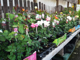 ４月入荷中の花苗の紹介