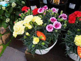 ４月入荷中の花苗の紹介