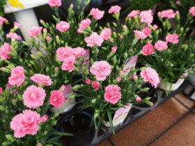 ４月入荷中の花苗の紹介