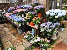 ４月入荷中の花苗の紹介