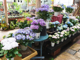 ４月入荷中の花苗の紹介